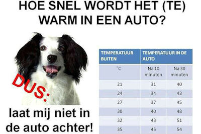 hond-2.jpg