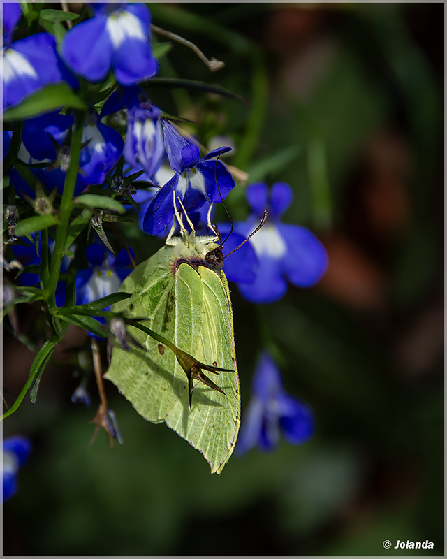 _DSC6580C.jpg