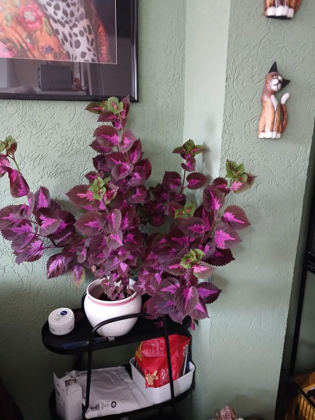 plant.jpg